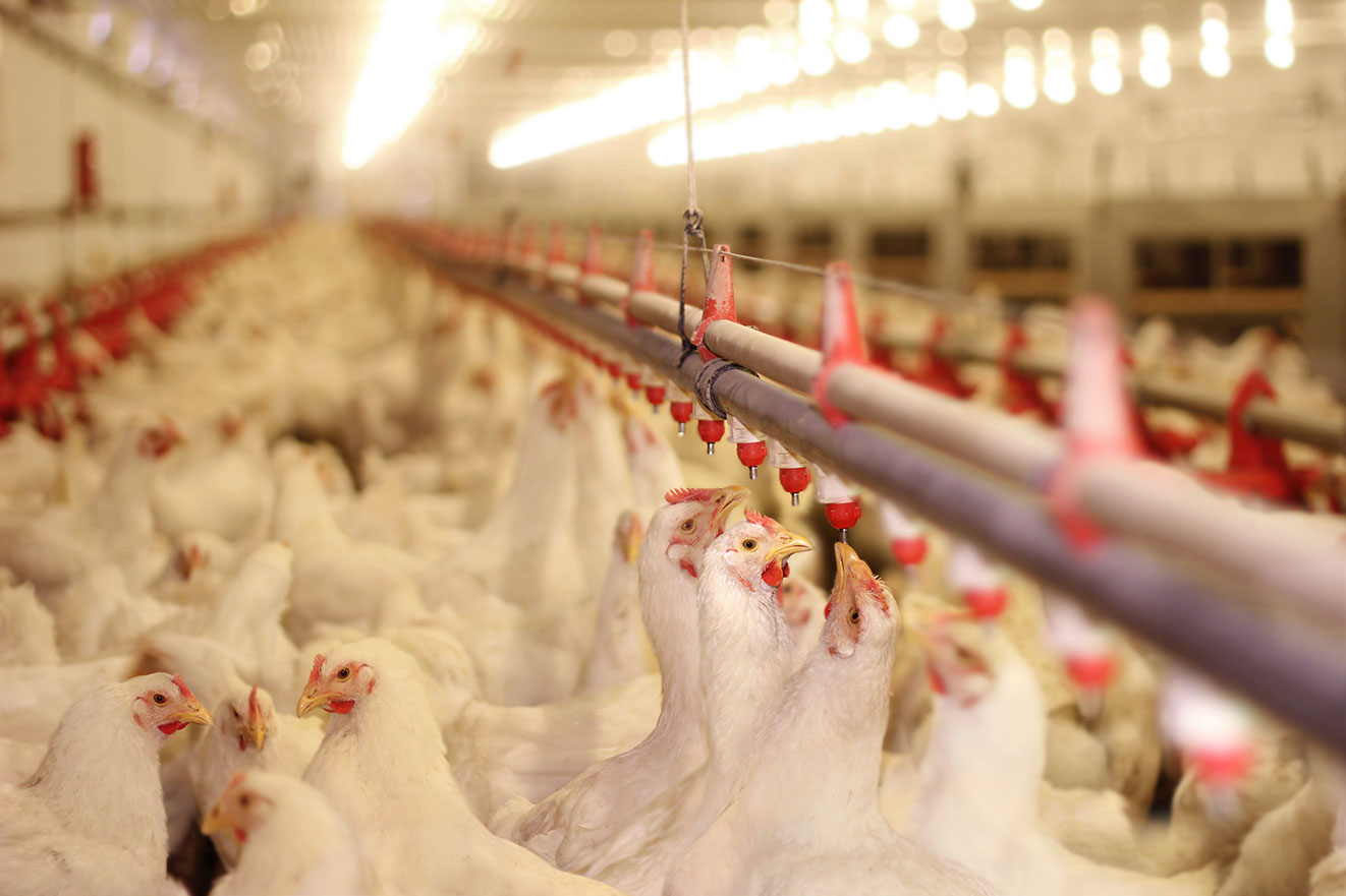 鸡舍供暖设备，打造舒适环境的禽畜养殖利器